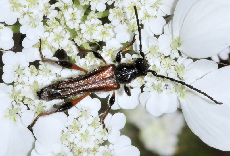 Cerambycidae: Stenopterus  rufus, flavicornis e atricornis